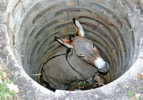 burro en el pozo